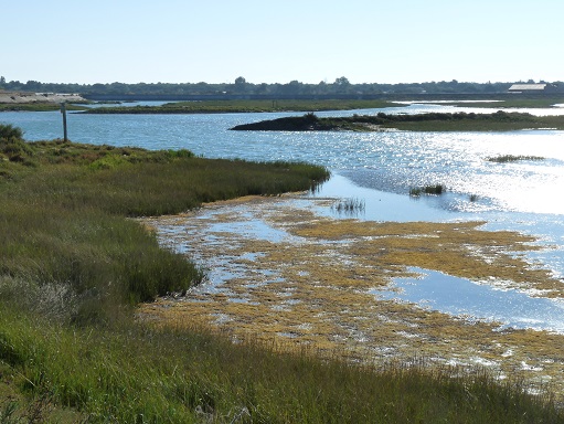 Ile de Ré