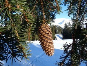 Grand Massif