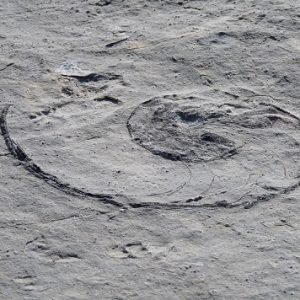 Désert de Platé : fossile de "nautile" (mollusques céphalopodes)