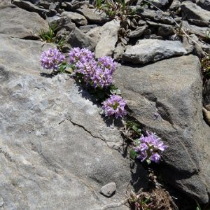 Désert de Platé : Campanules