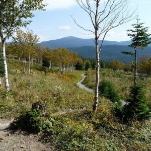 Monts Chic-Chocs (Parc National de Gaspésie), sur le chemin du "Mont Ernest-Laforce".