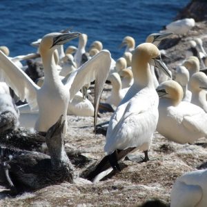 Parc National de l'Île Bonaventure : les fous de bassan de "la Pointe à Margaulx".