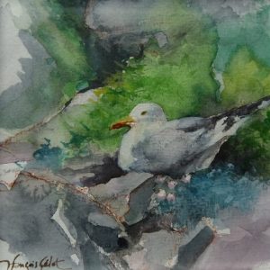 Goéland argenté, aquarelle (12x12 cm)