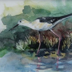 Echasse blanche, aquarelle (12x12 cm).