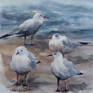 Mouettes rieuses, aquarelle (12x12 cm).