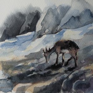 Jeune chamois près du col de Susanfe, aquarelle (21 x 13,5 cm)