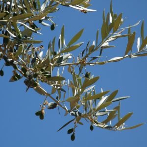 Lumières matinales sur un rameau d'olivier